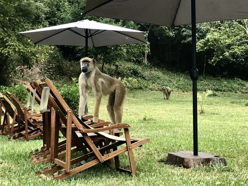 Baboon visiting the lawn