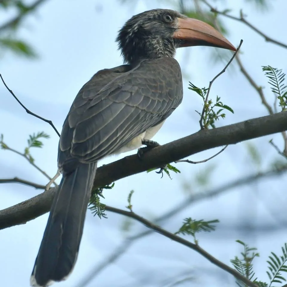 Hornbill in the trees