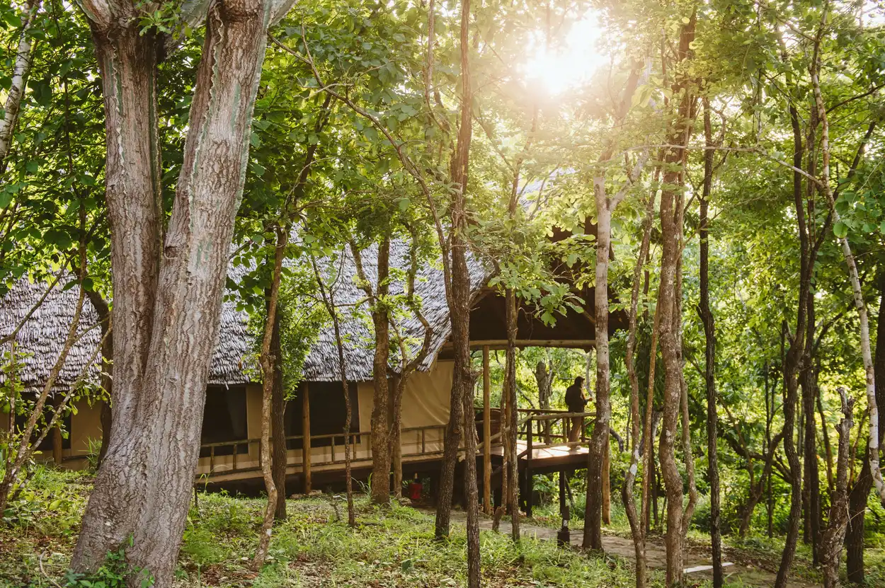 Tents on their decks among the trees