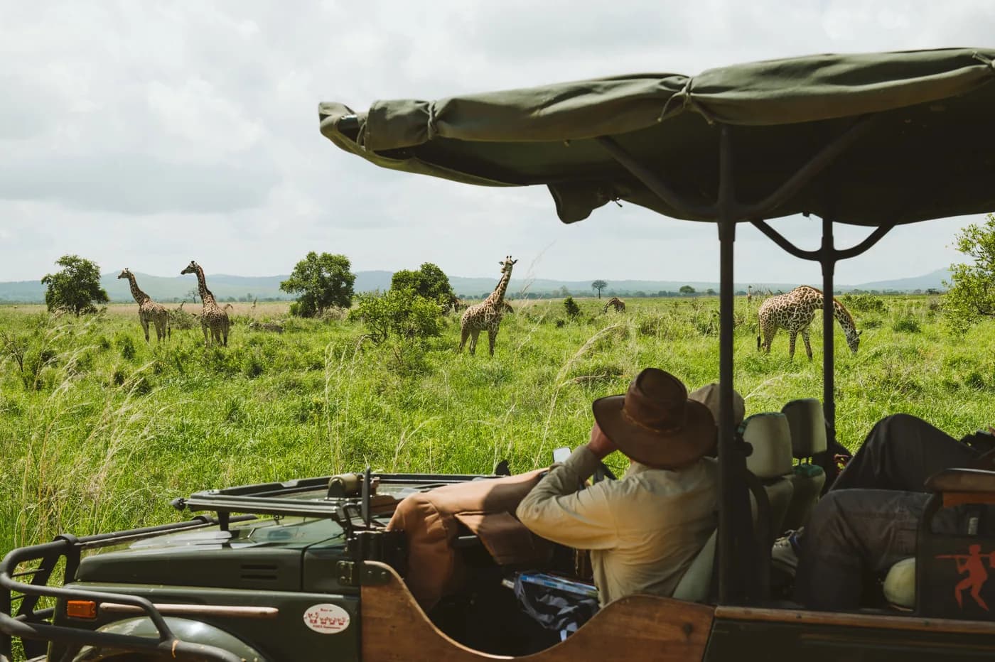 Giraffes on the Mkata plains from the vehicle