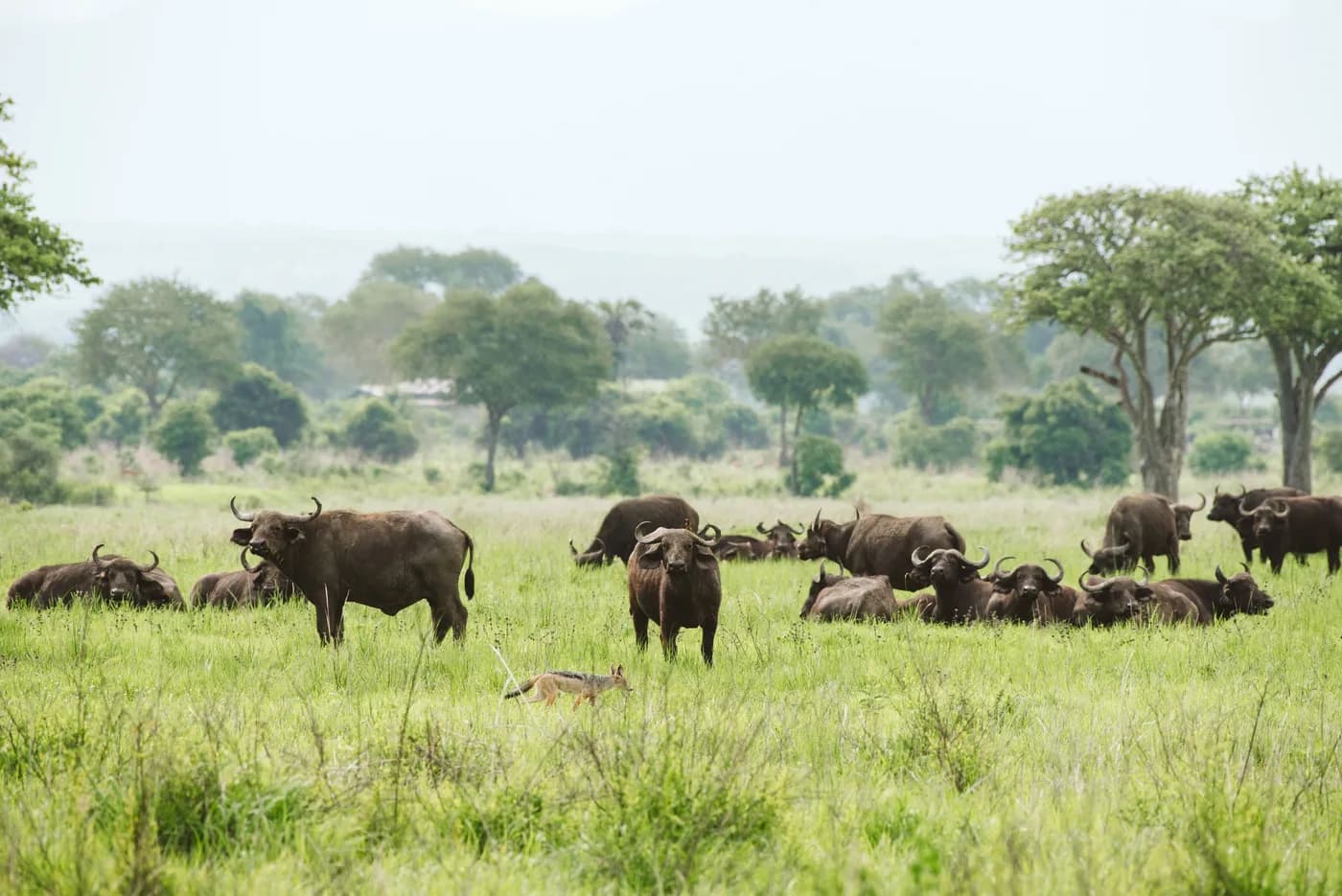 Buffalo herd on the plains