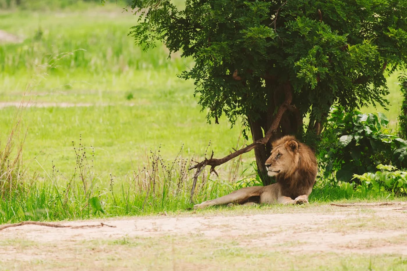 Lion resting under a tree