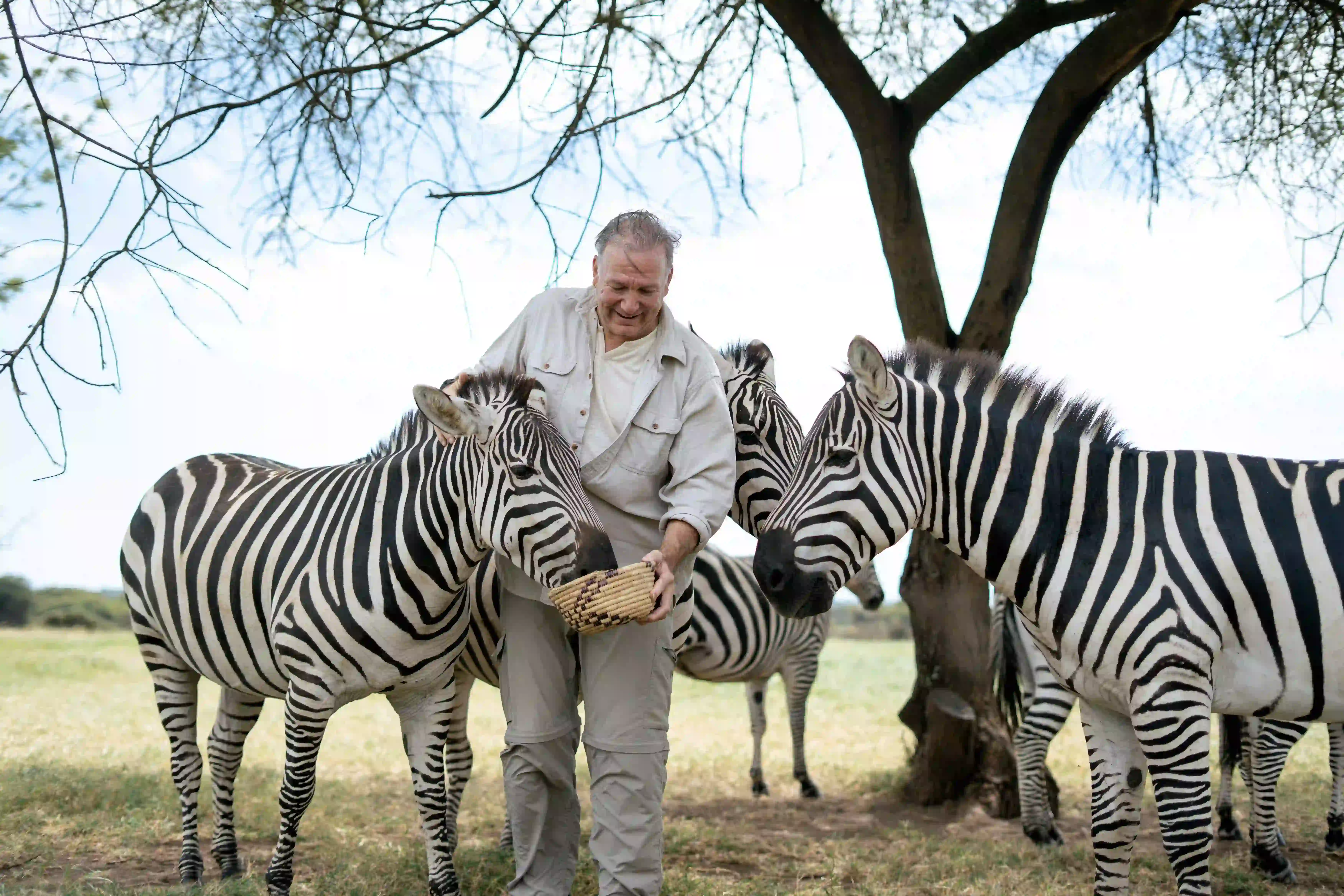 Man feeding zebras from a basket