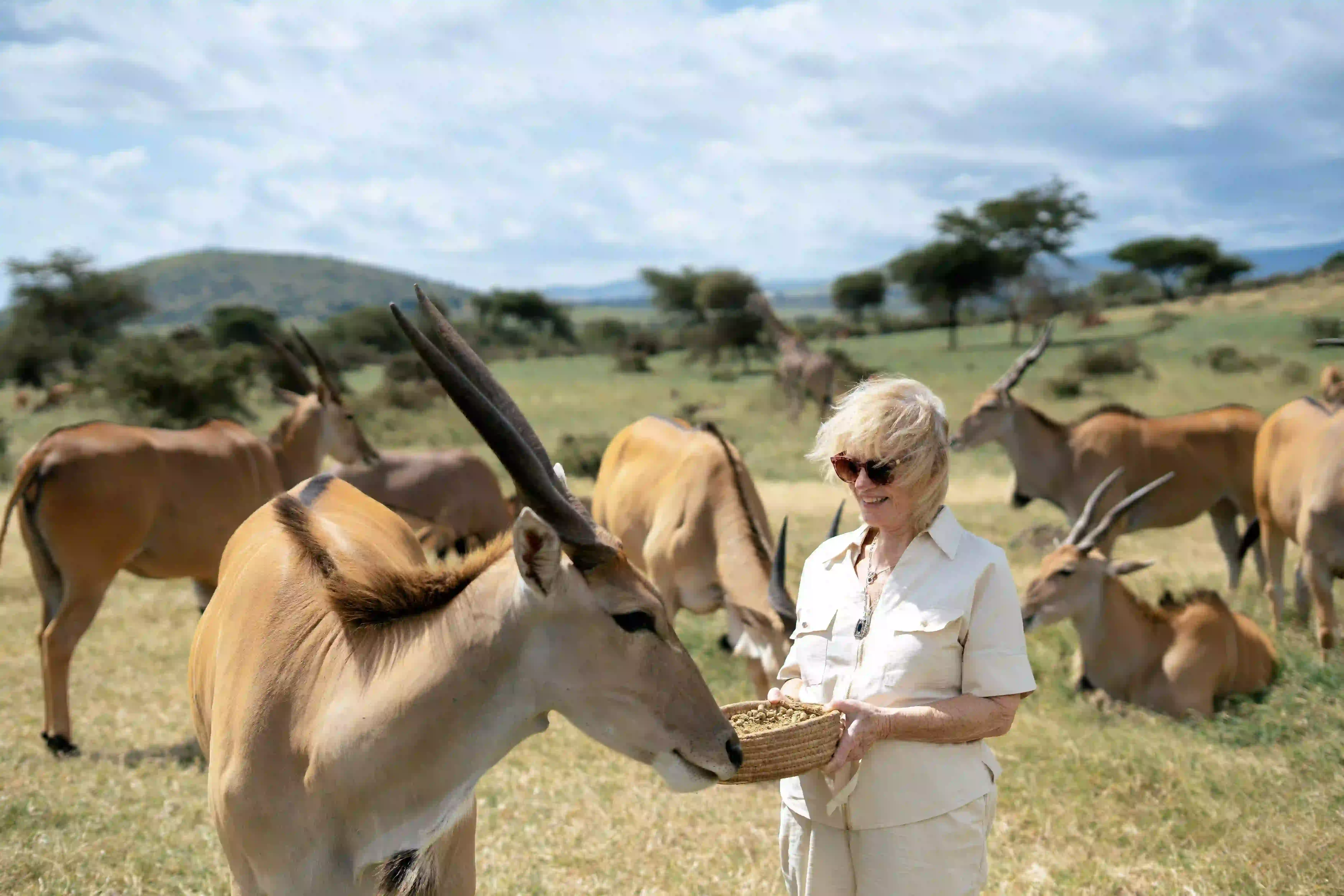 Woman feeding basket to eland herd