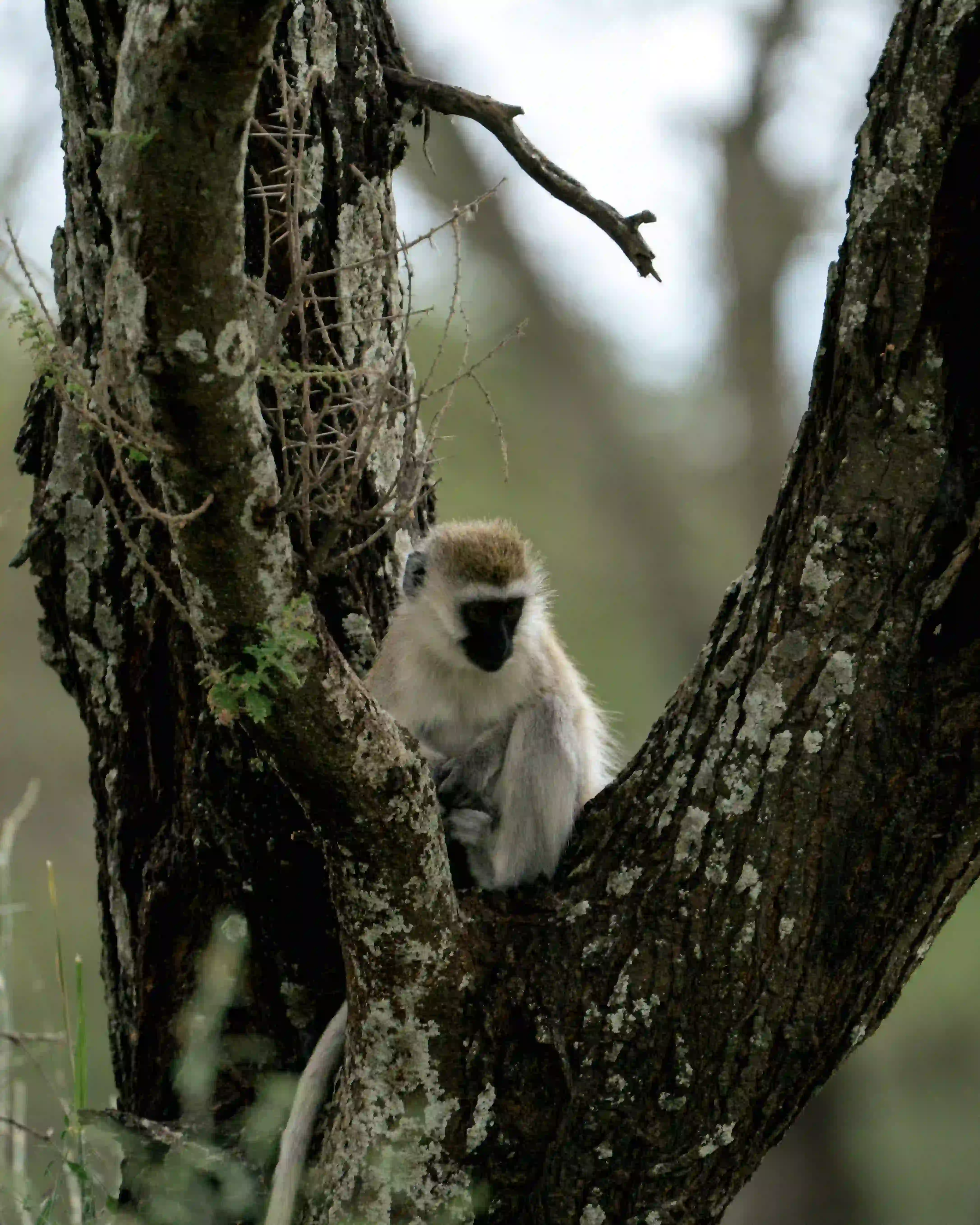 Vervet monkey perched in tree branches