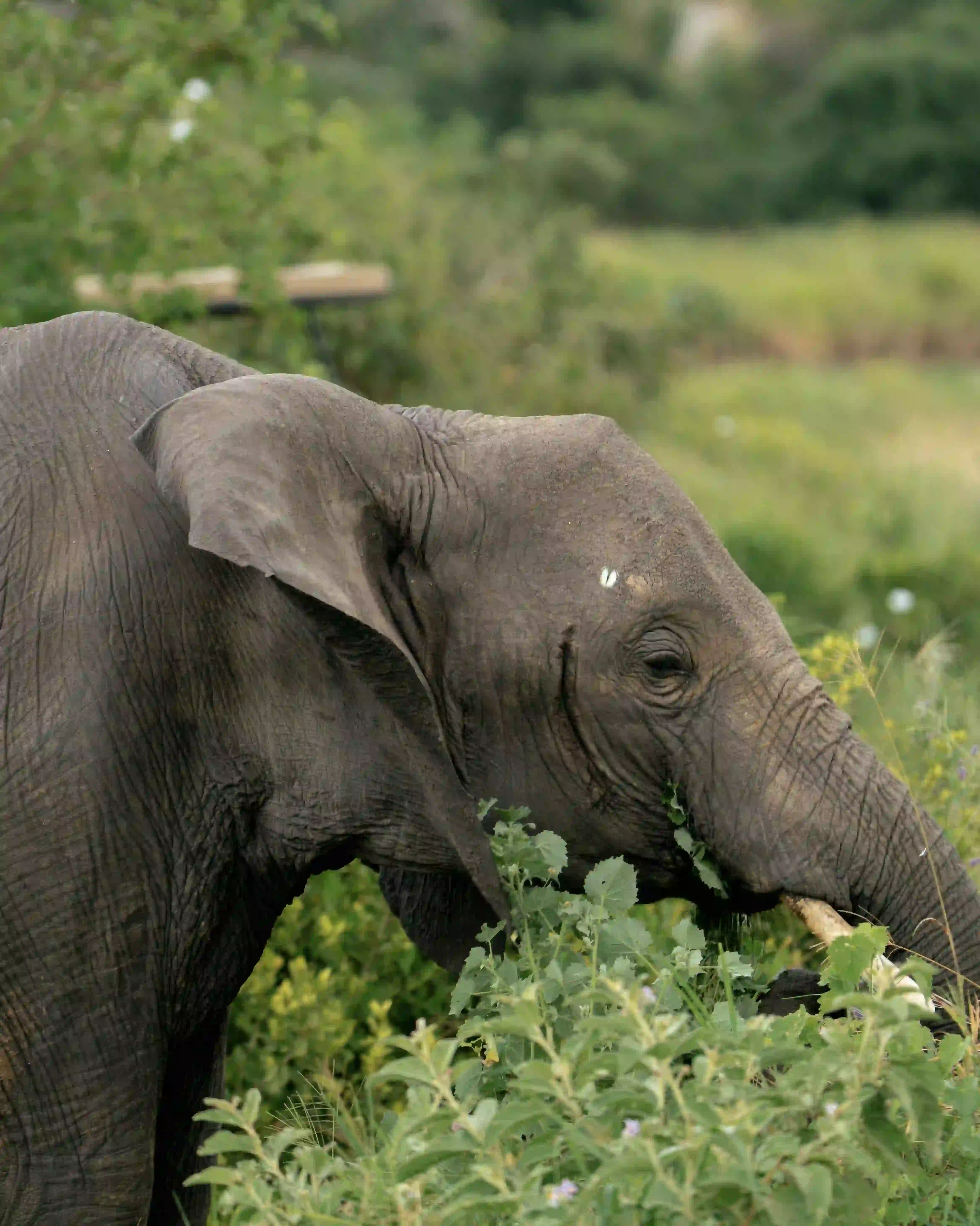Elephant eating vegetation close-up
