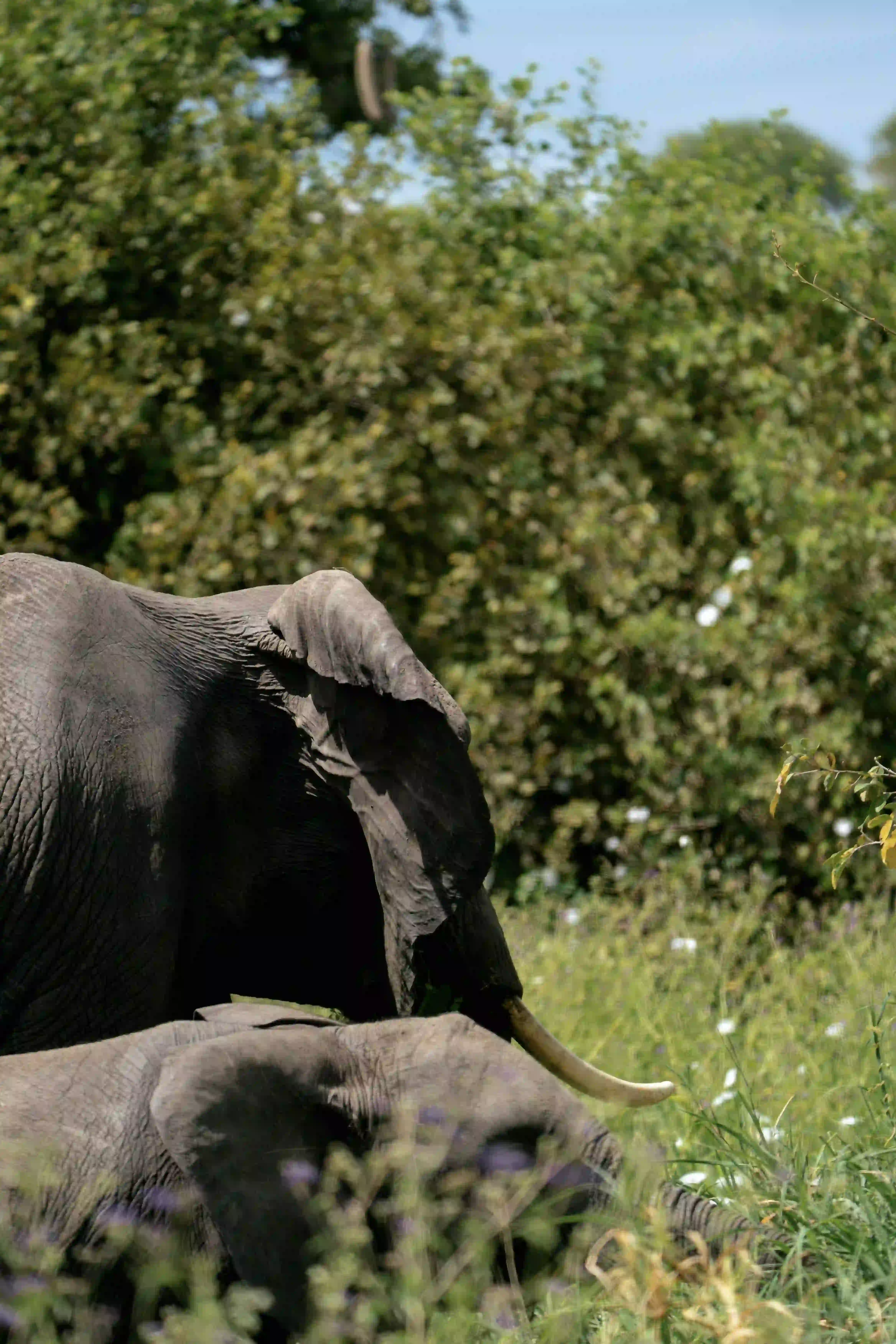 Elephant tusks close-up with calf nearby