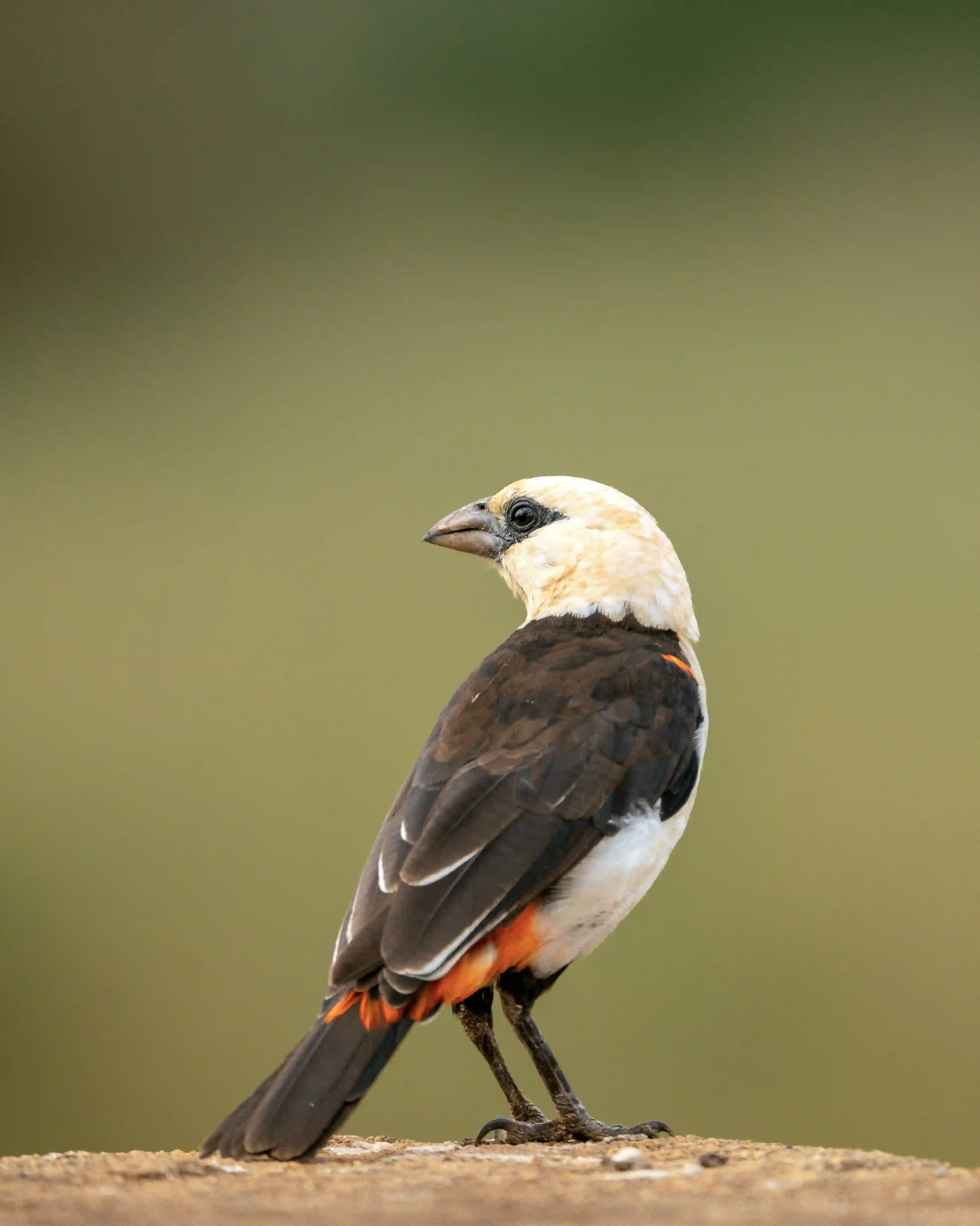 White-headed buffalo weaver bird