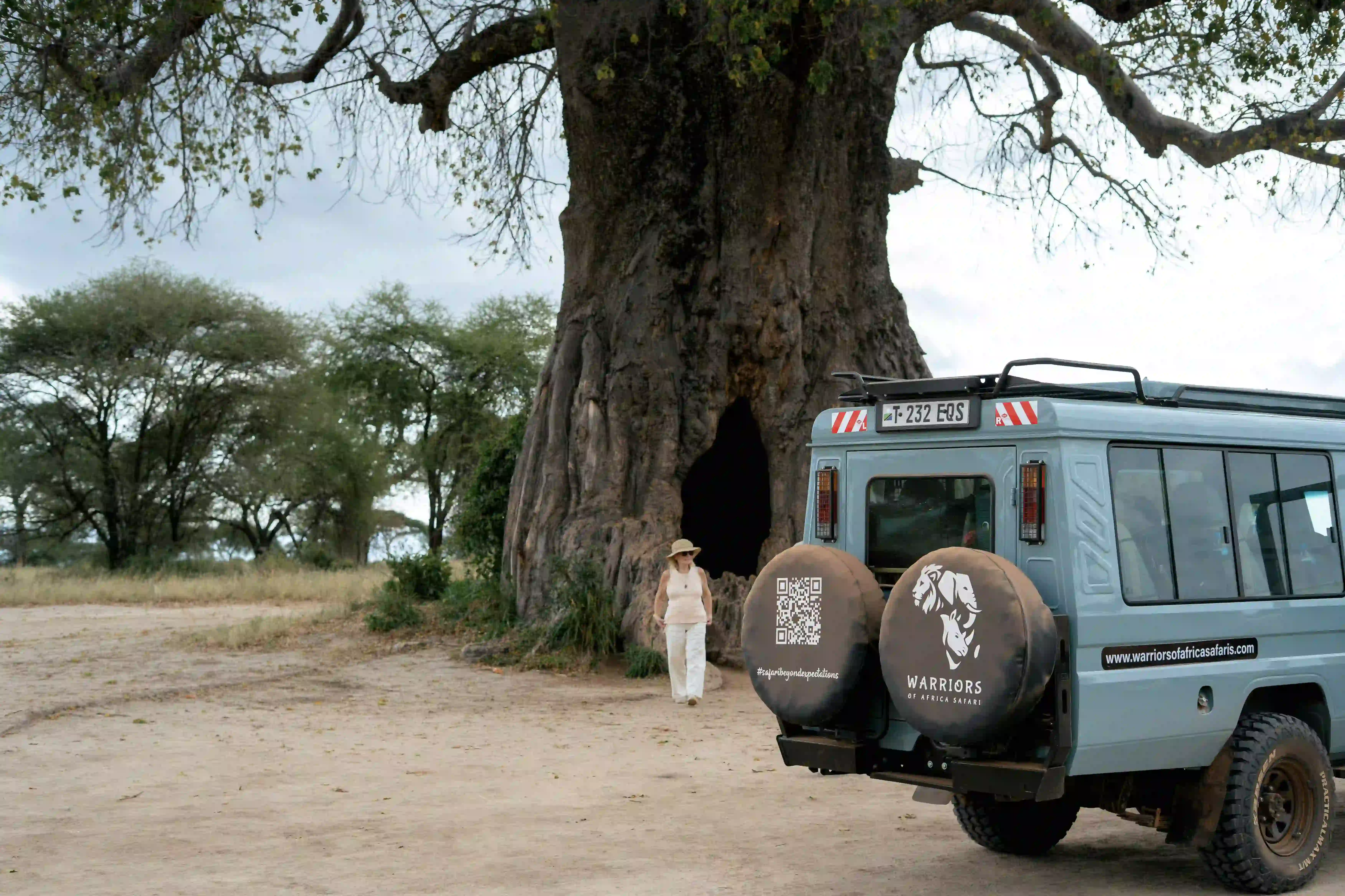 Safari vehicle beside ancient baobab tree
