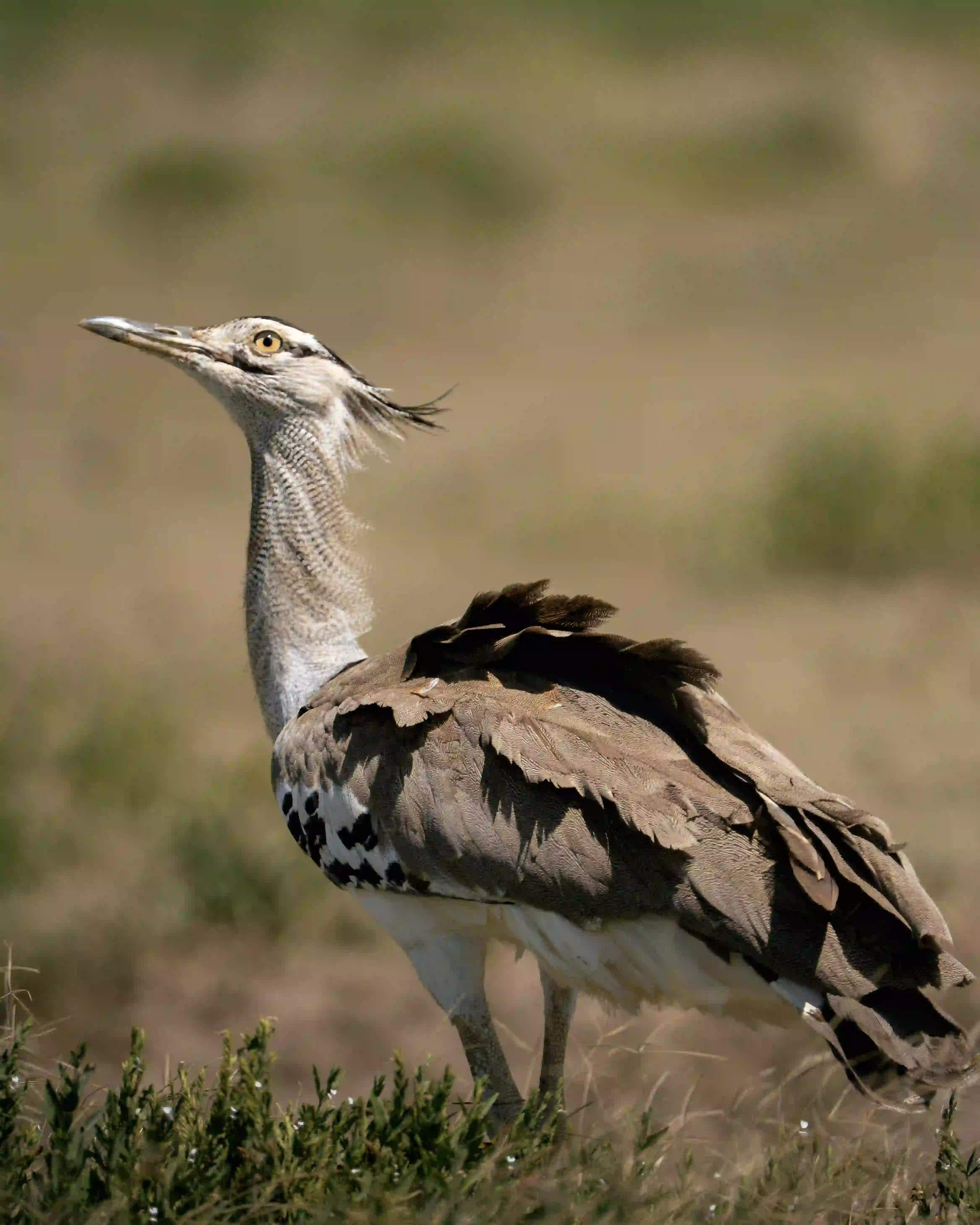 Kori bustard bird standing in grass