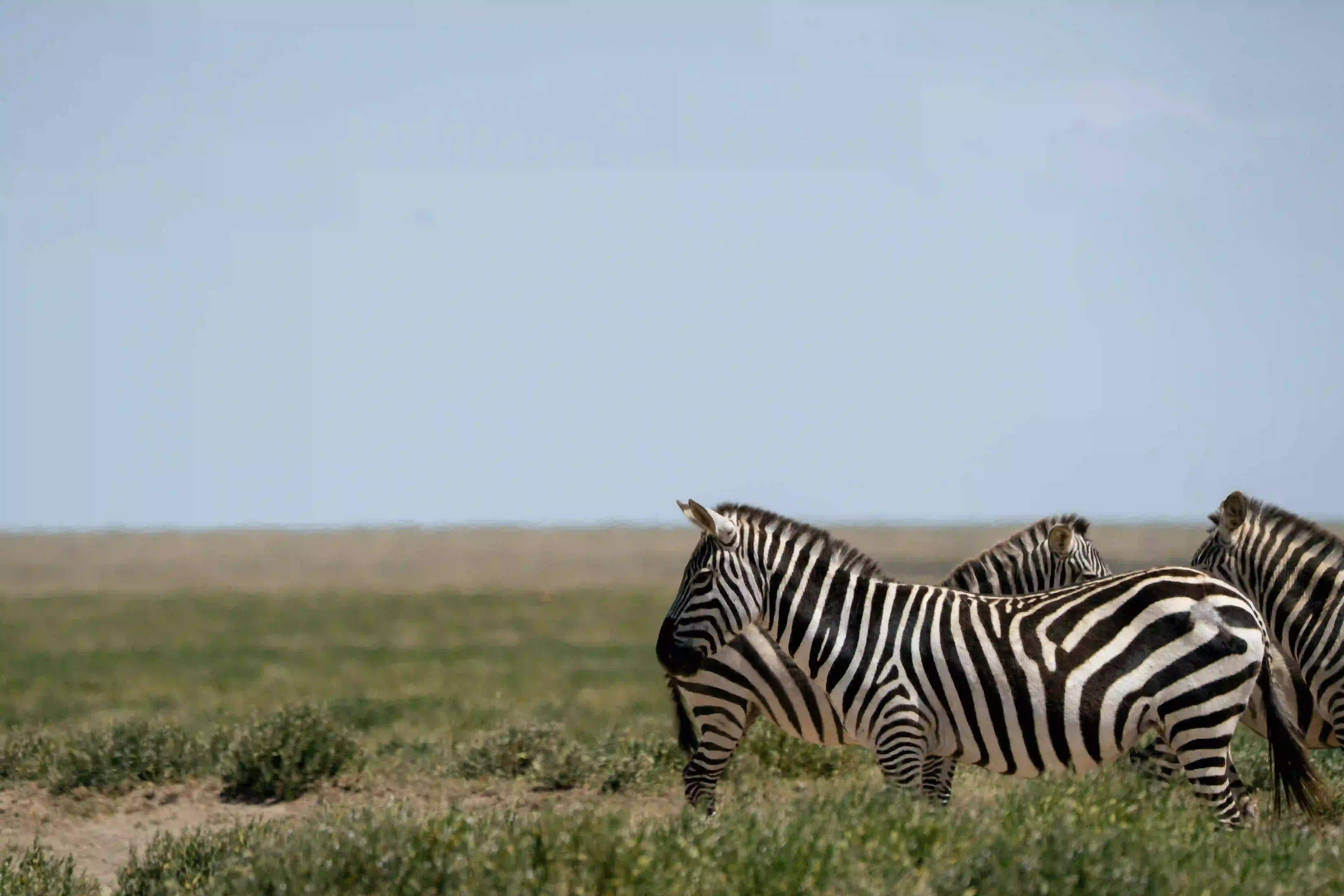 Zebra herd grazing in grassland