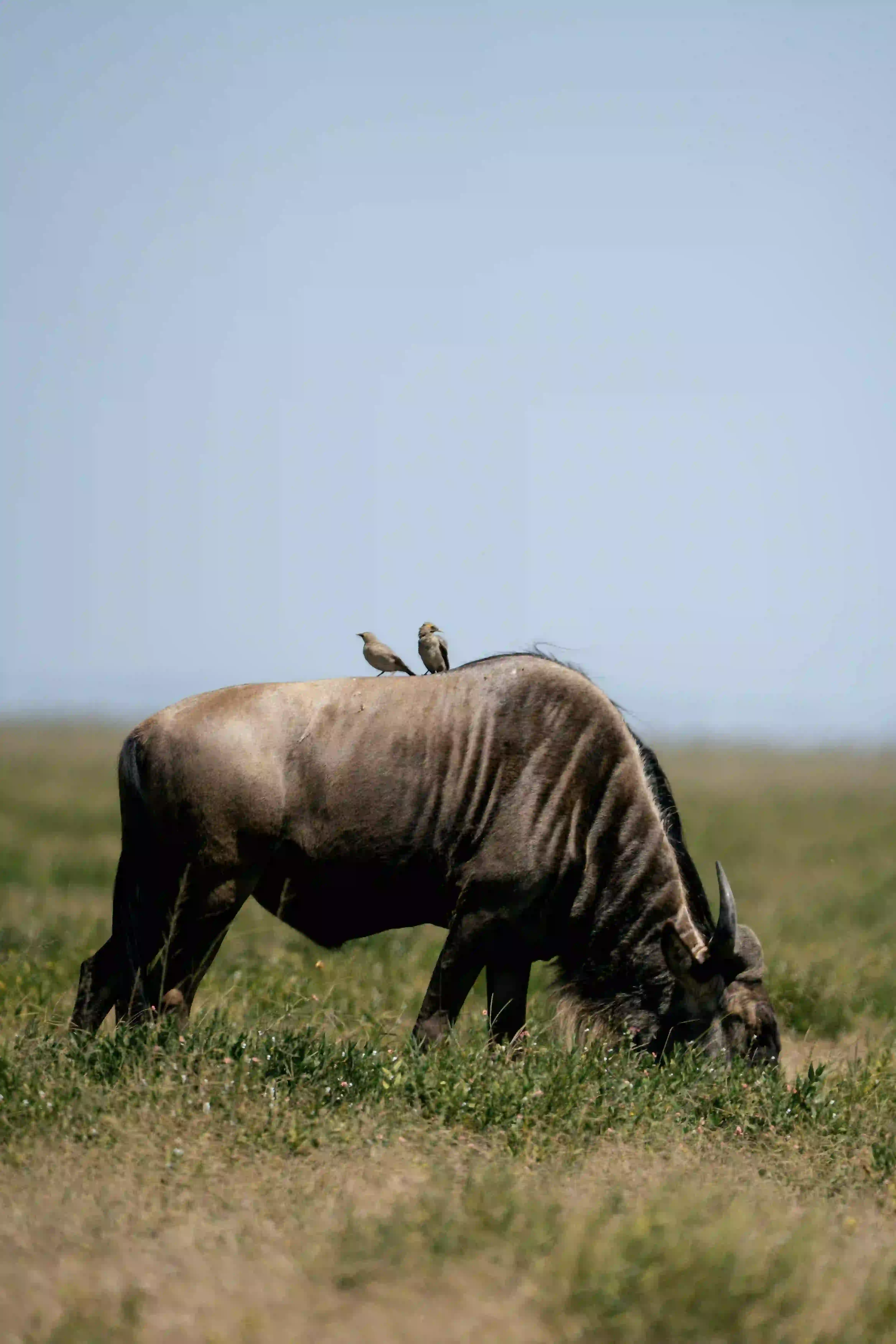 Wildebeest with oxpecker birds on its back