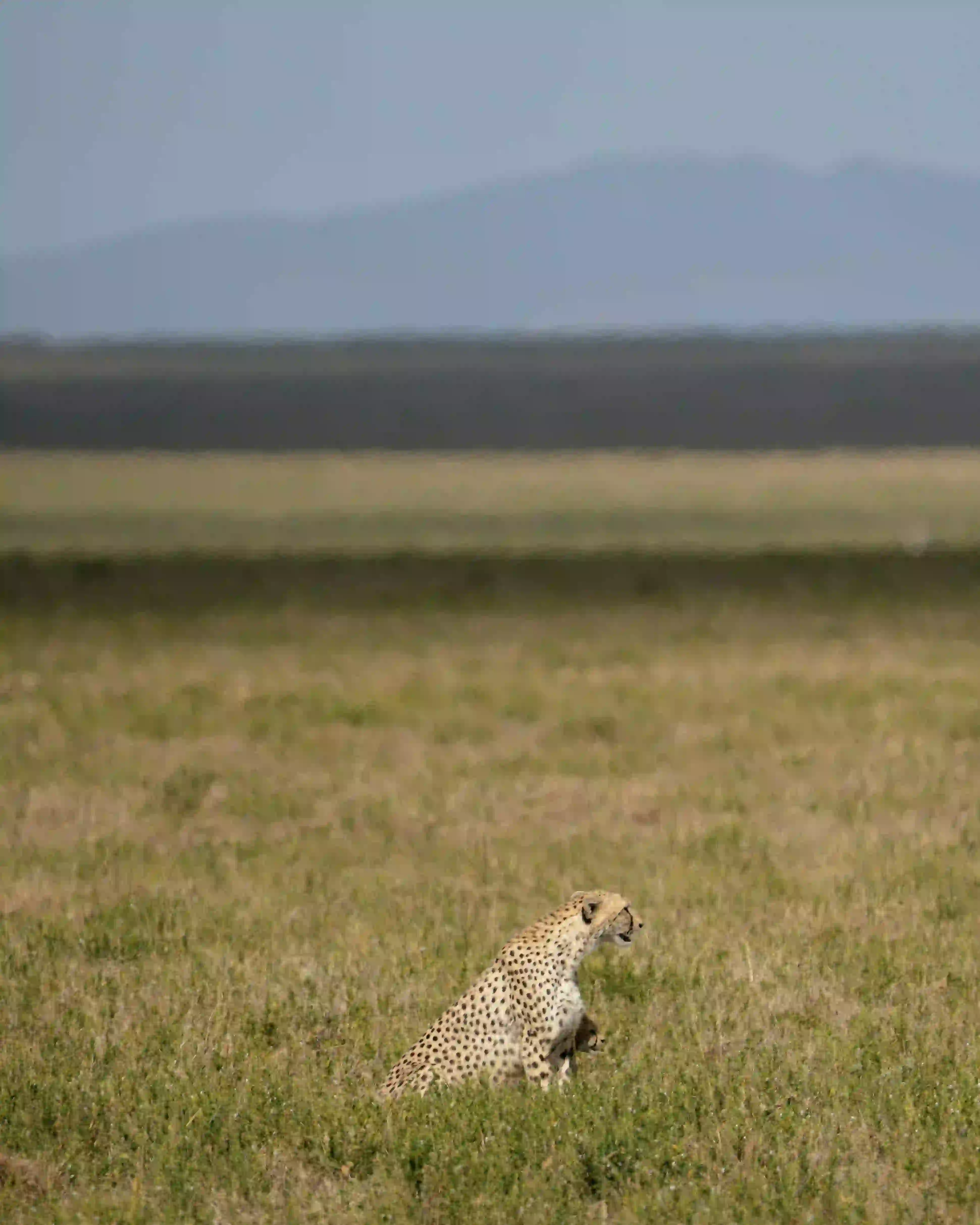 Cheetah sitting in grass with mountain backdrop