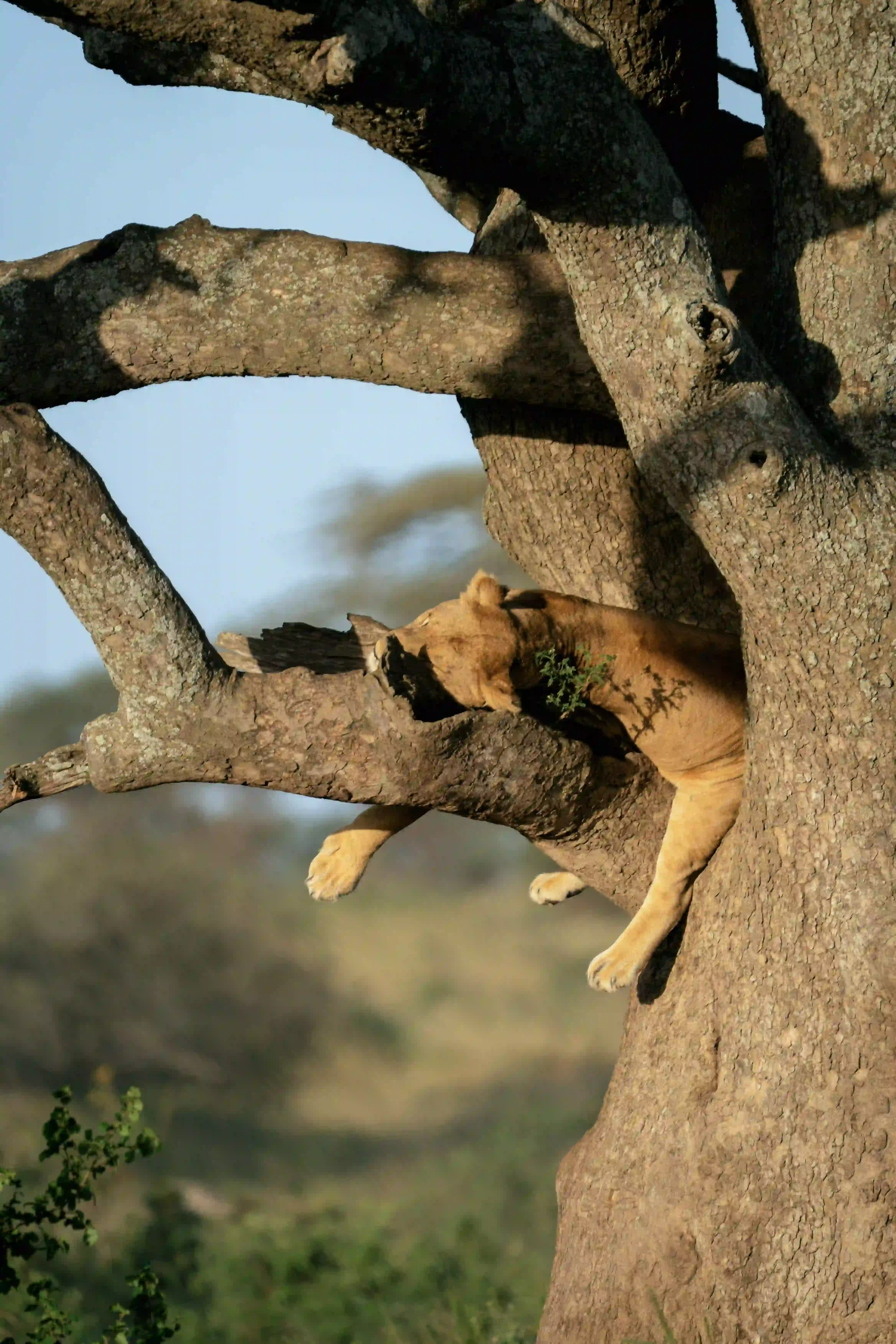 Lion draped over a tree branch