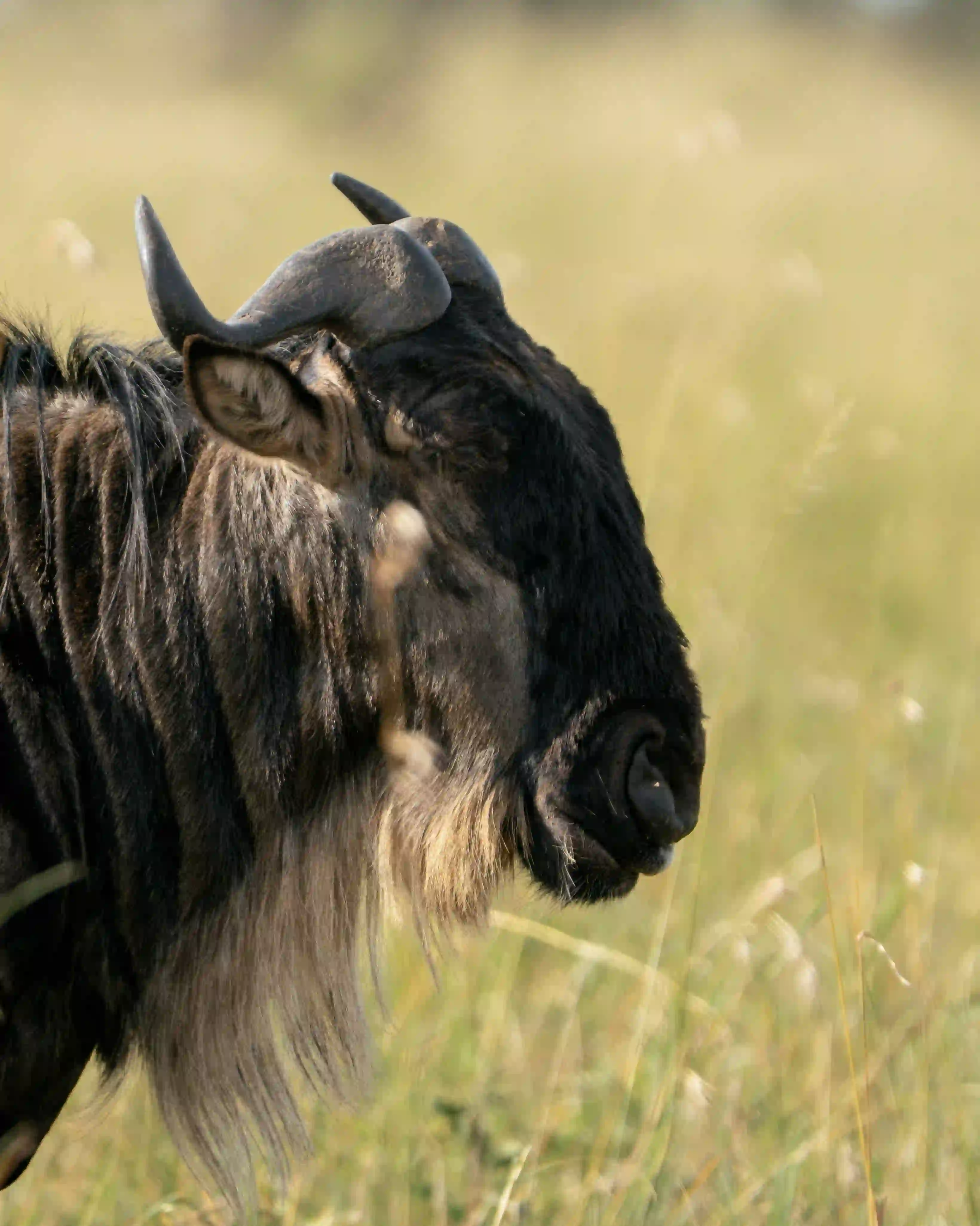 Wildebeest head in profile close-up