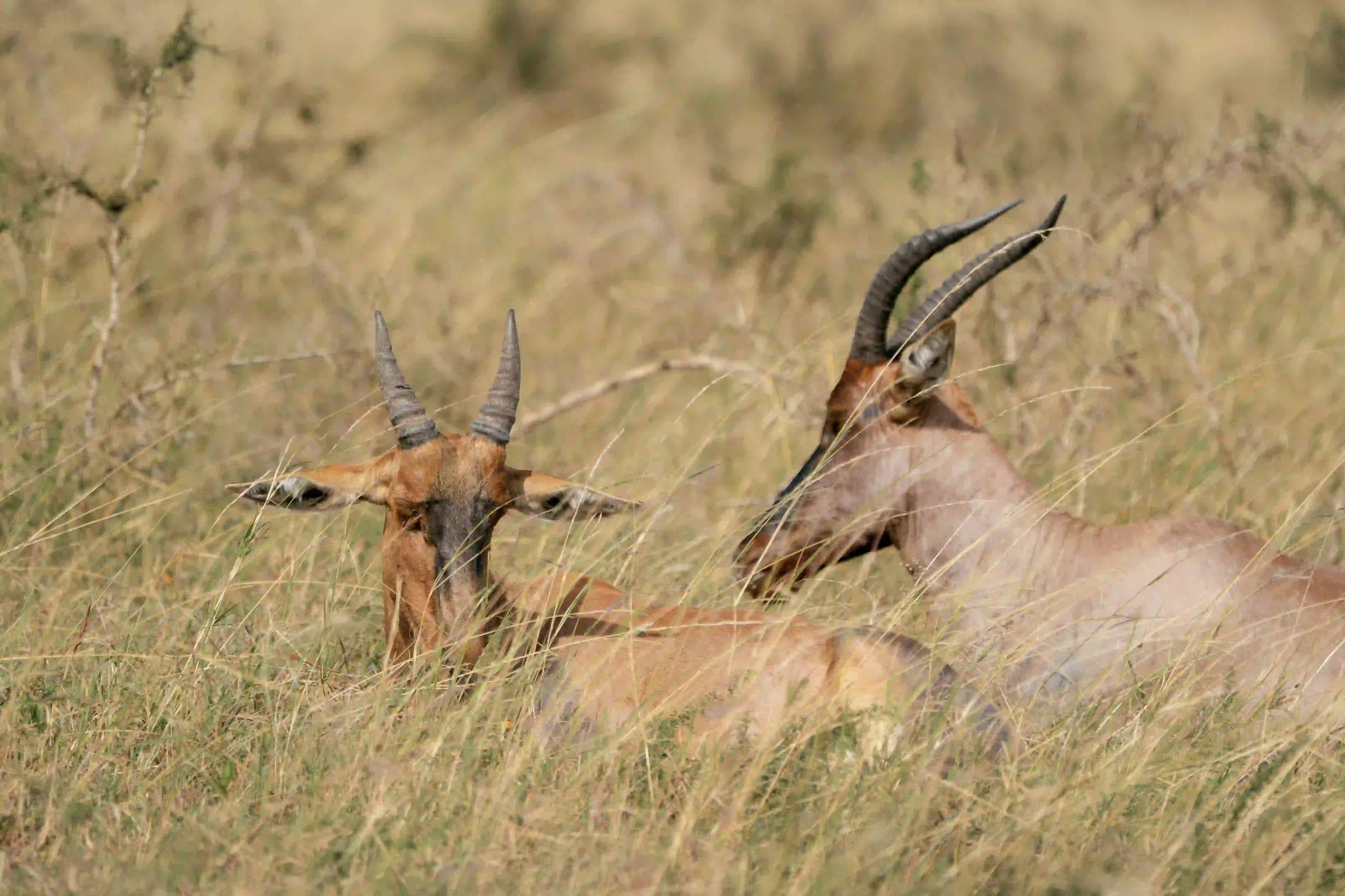 Two topi antelope resting in grass