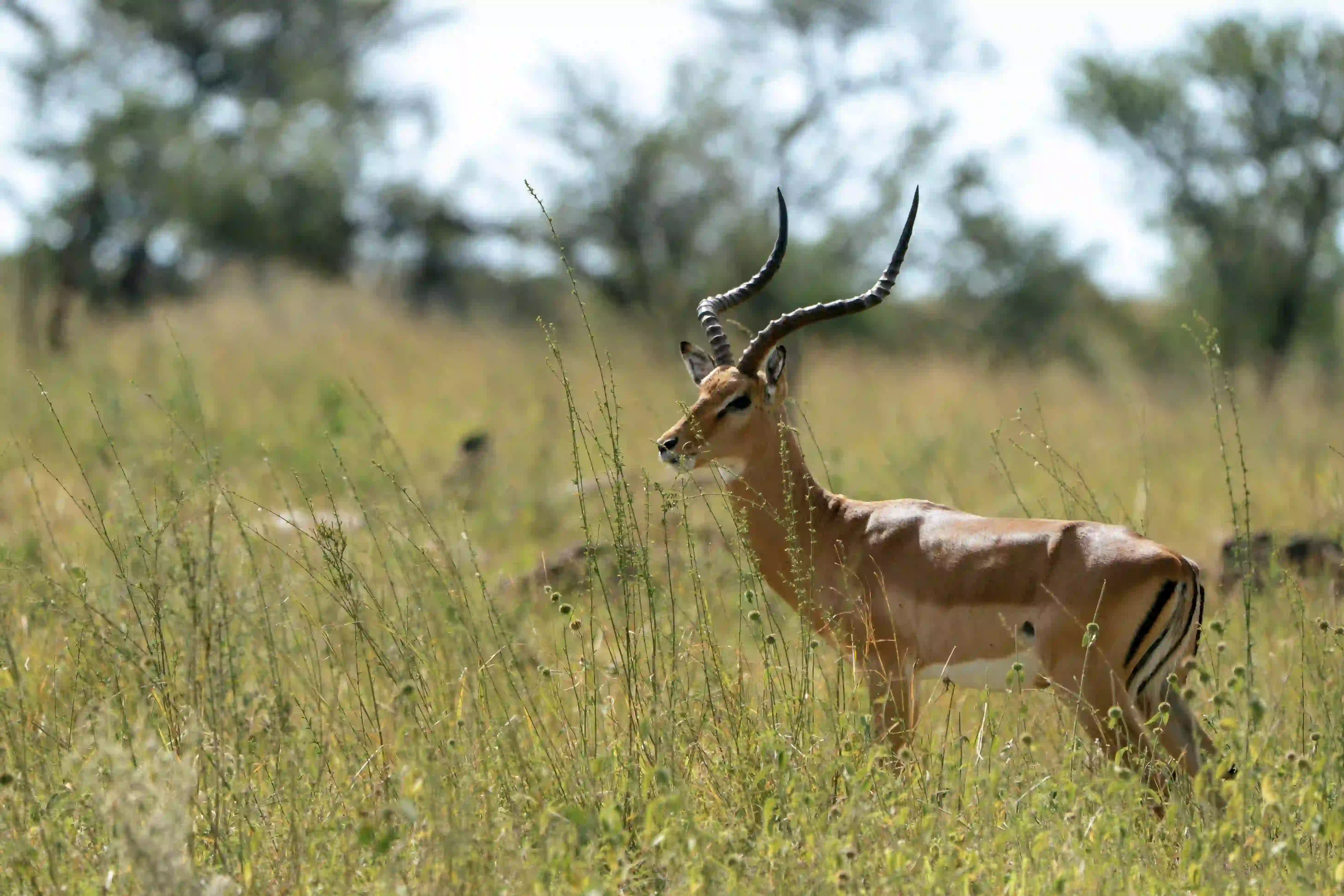 Impala with lyre-shaped horns standing