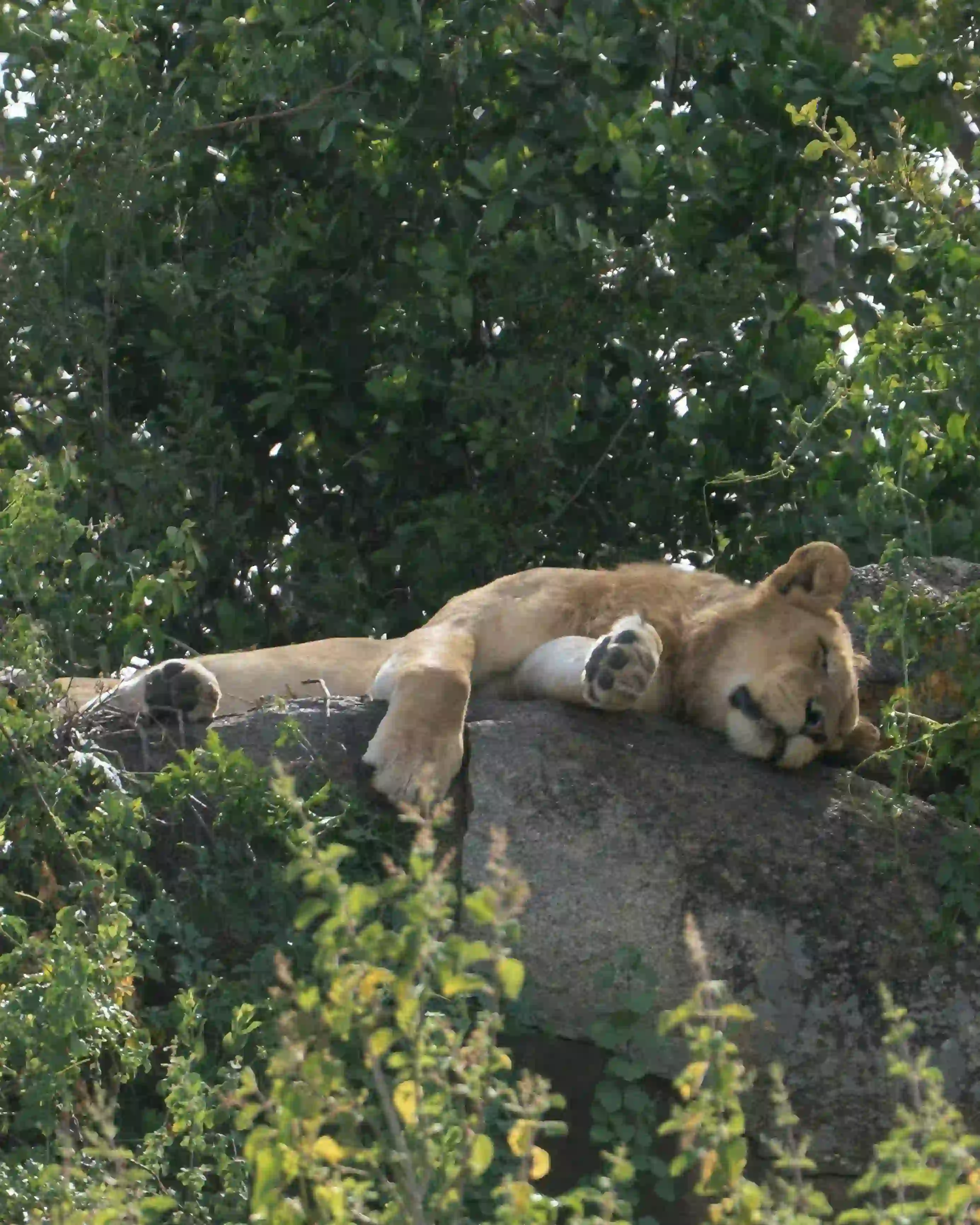 Lion sleeping on a rock outcrop