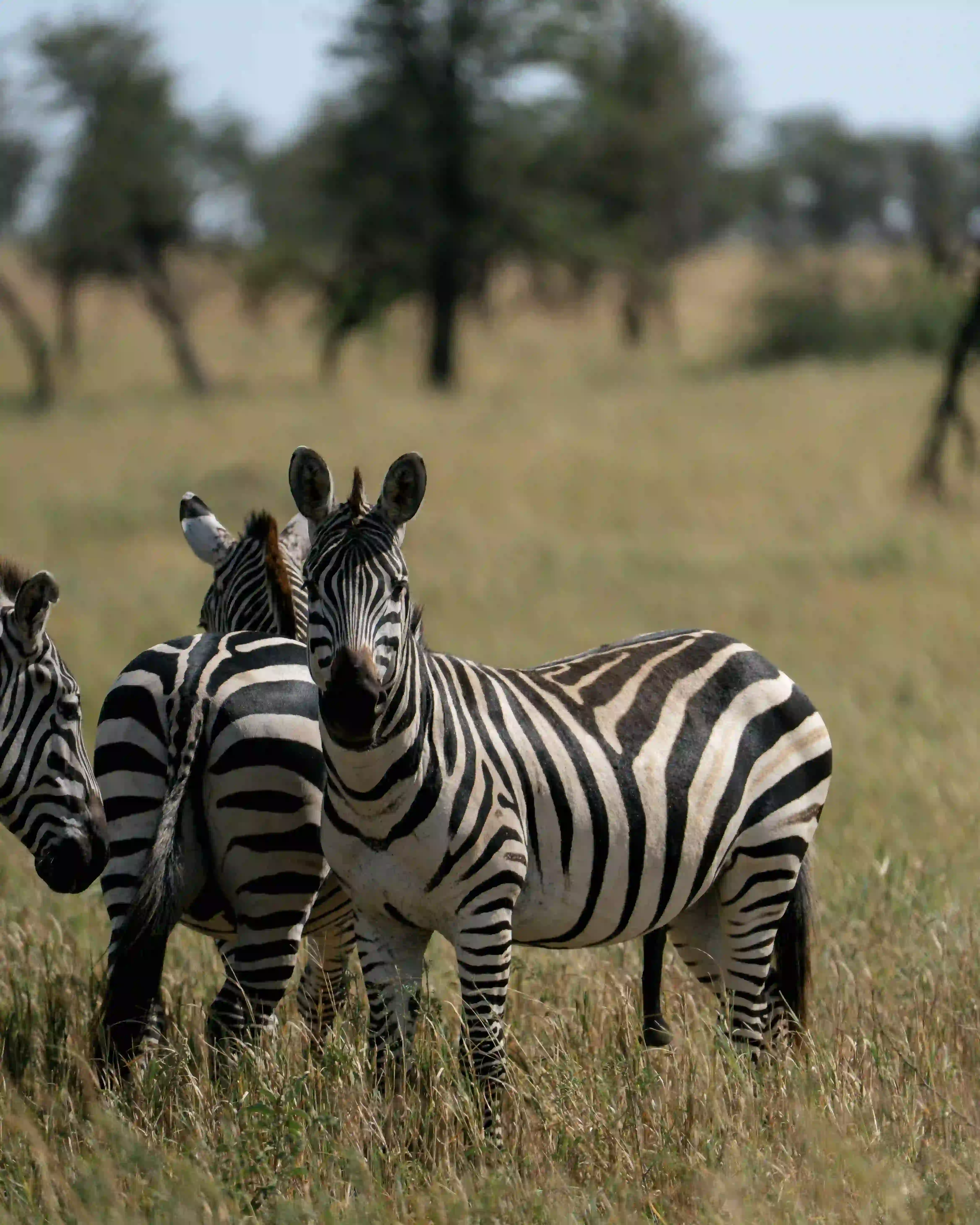 Zebra herd standing close together
