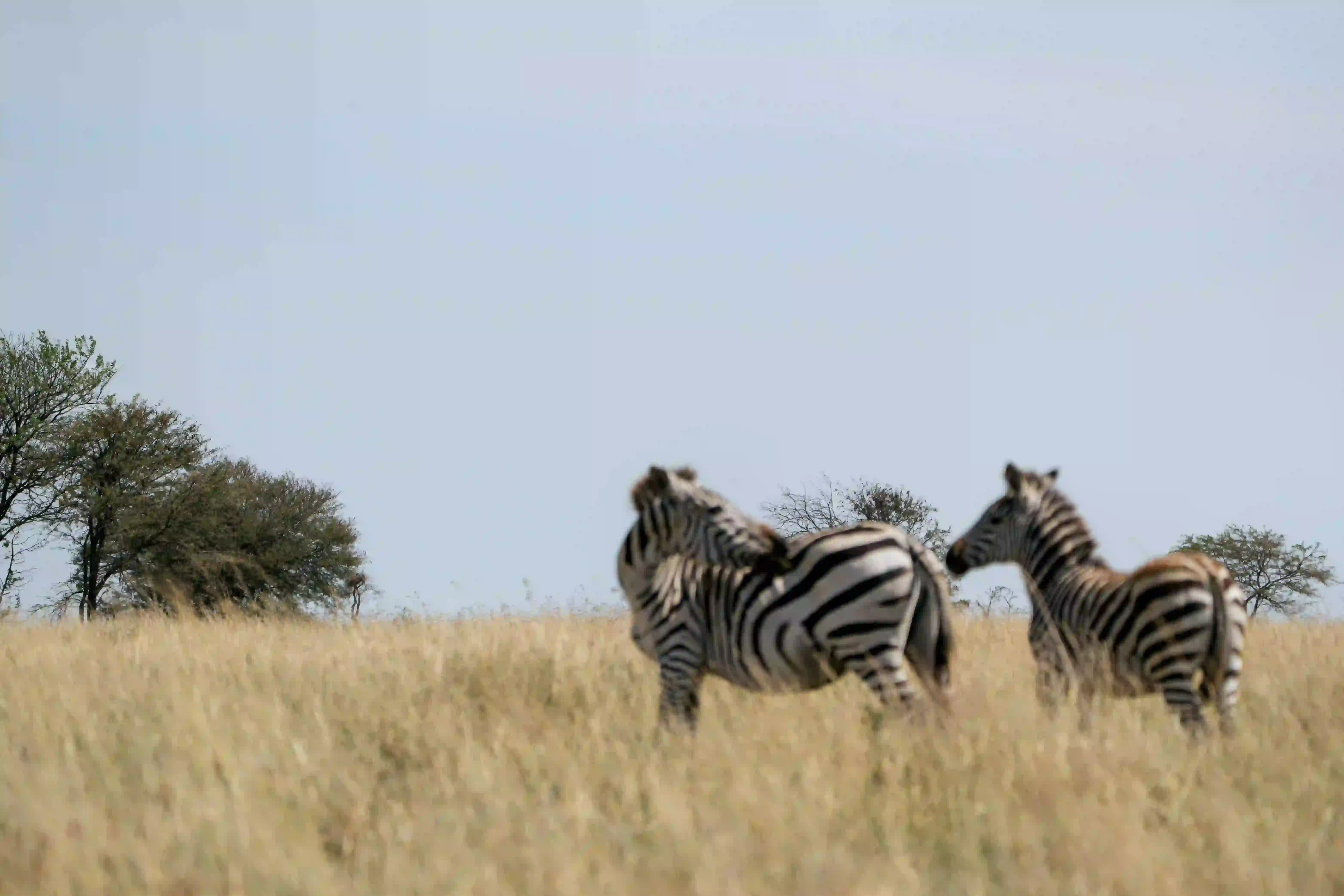 Two zebras nuzzling on scenic savanna