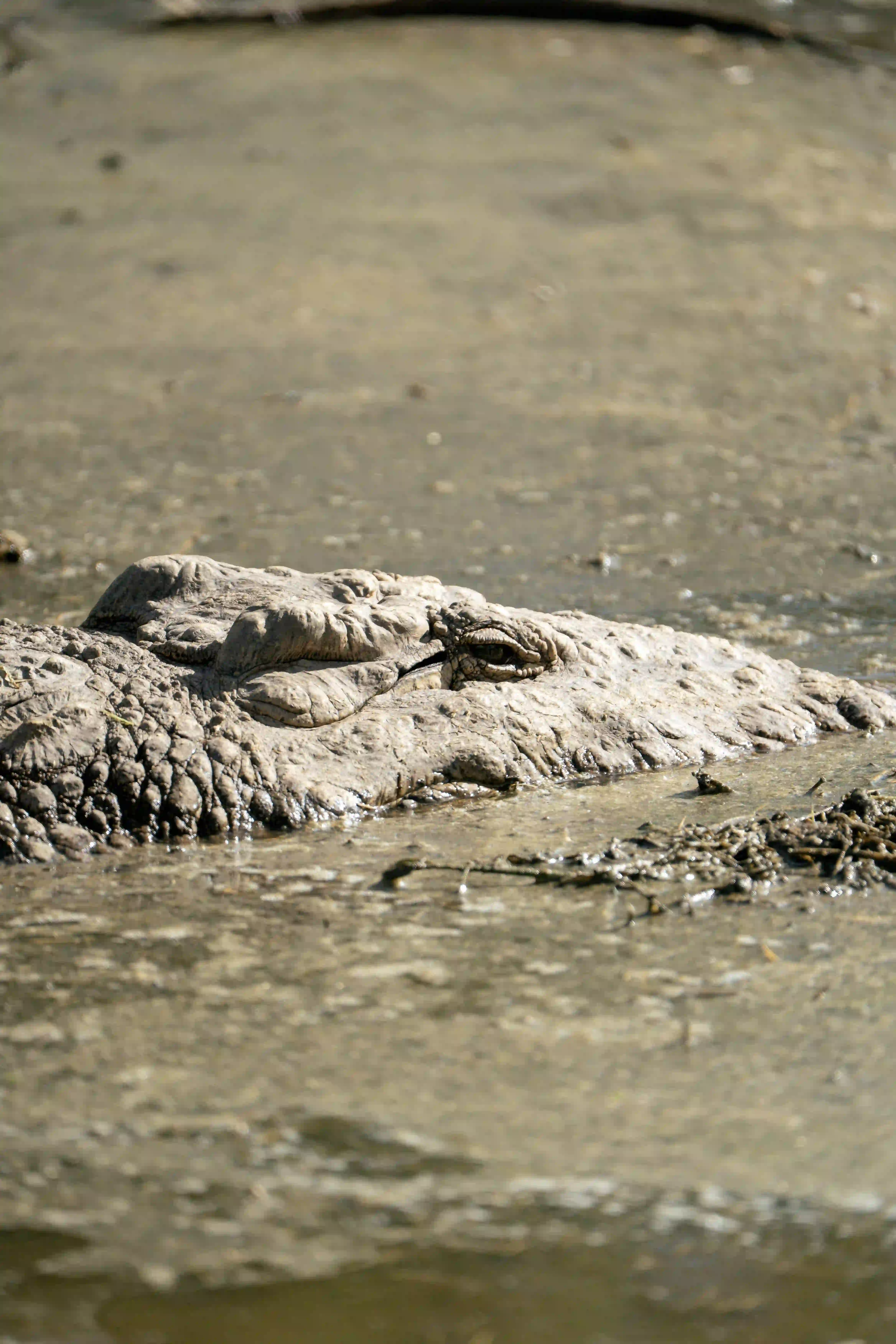 Crocodile eye peeking above muddy water