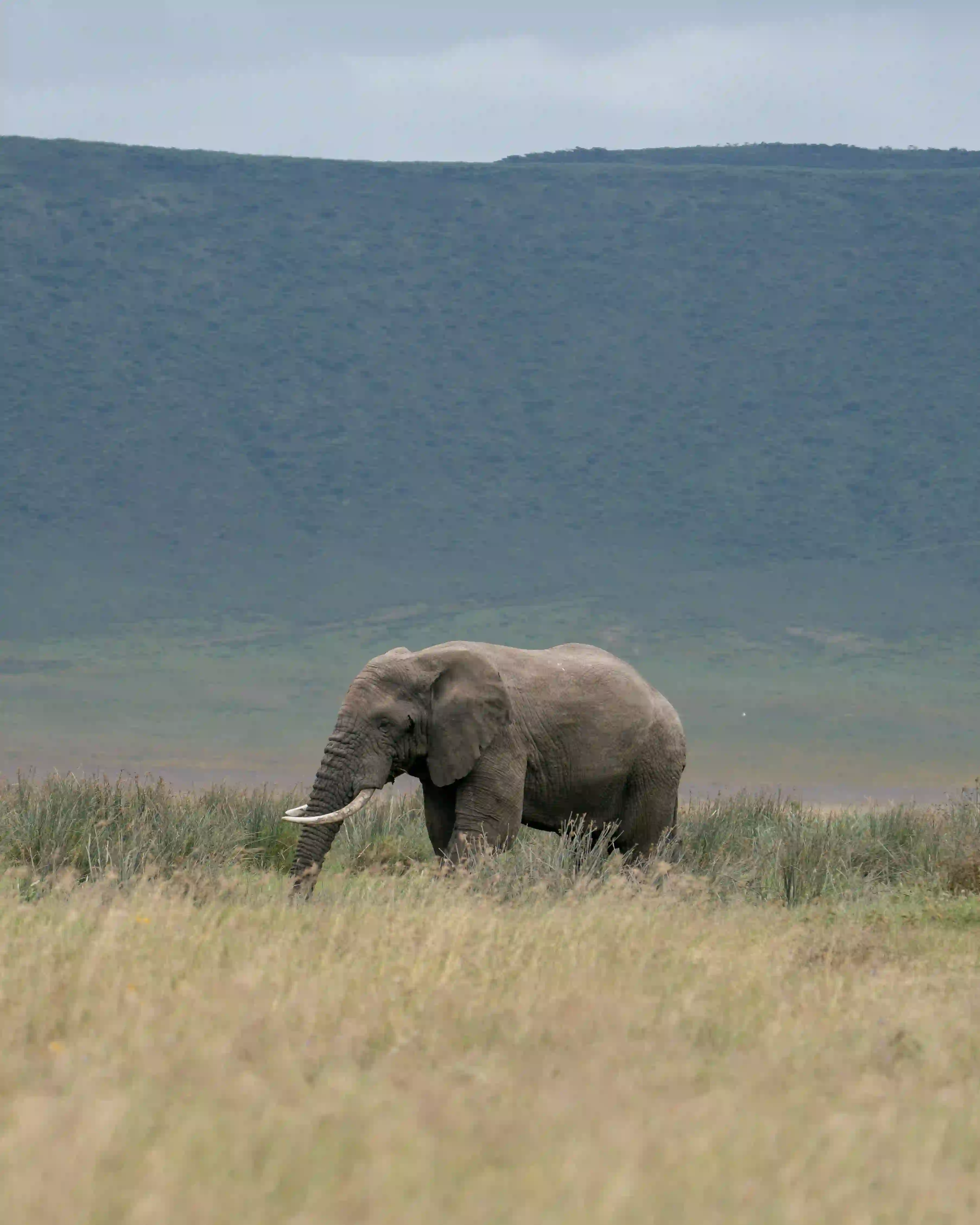Elephant grazing with crater rim backdrop