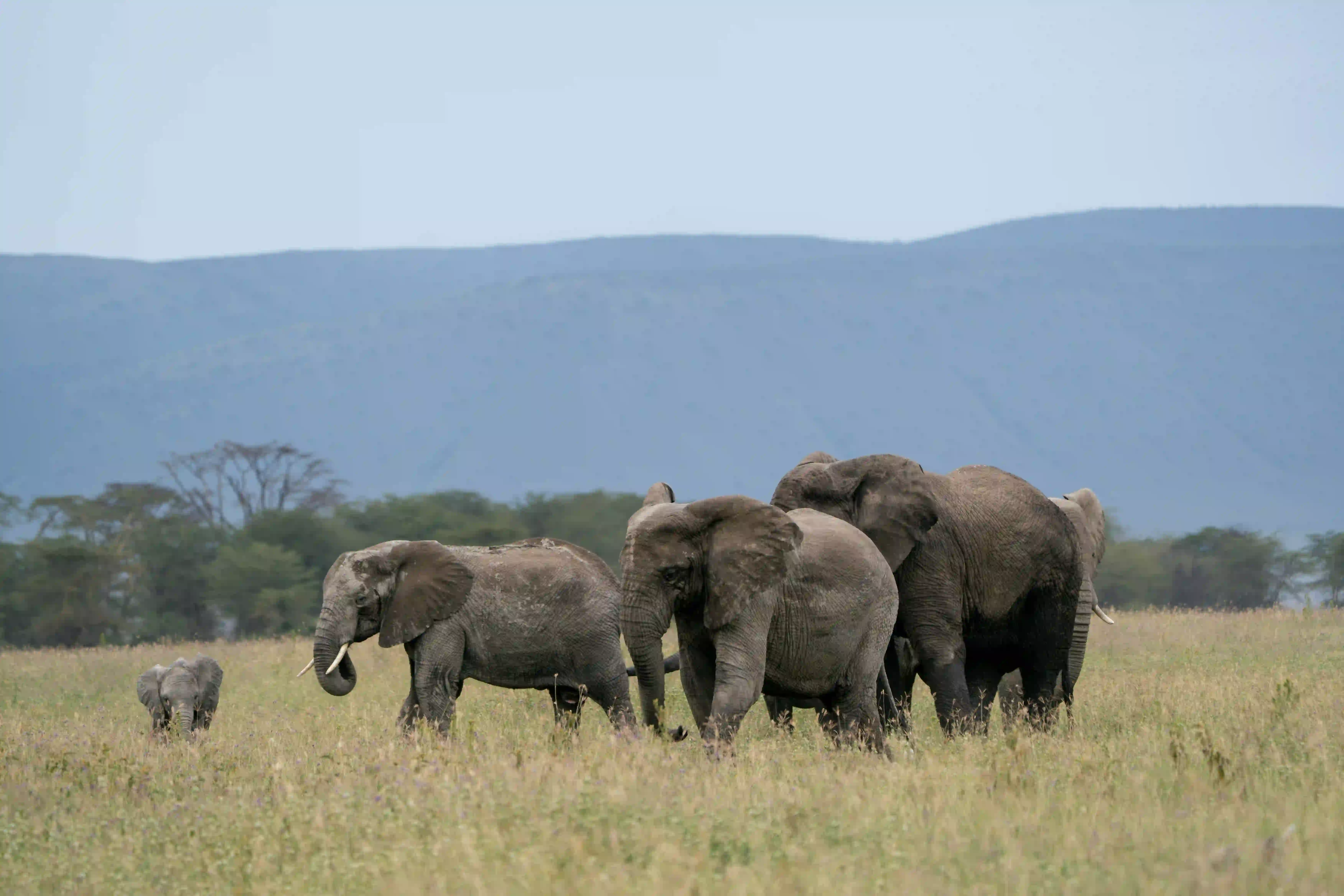 Elephant herd with calf walking