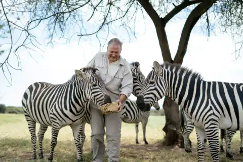 Man feeding zebras from a basket