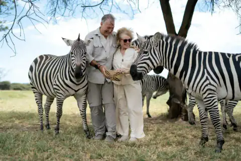 Couple embracing between two zebras