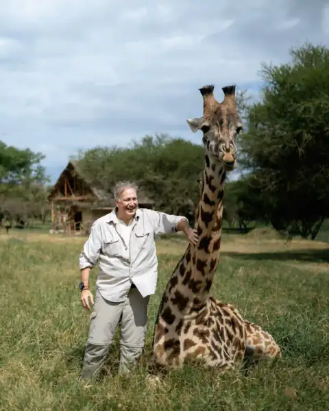 Man standing beside a resting tame giraffe