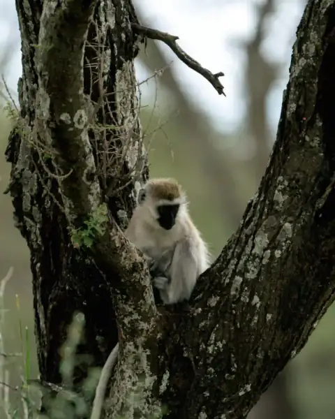Vervet monkey perched in tree branches