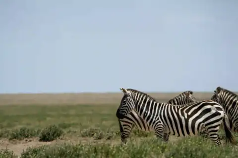 Zebra herd grazing in grassland
