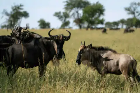 Wildebeest herd resting among trees