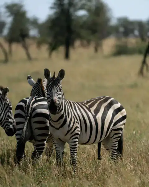 Zebra herd standing close together
