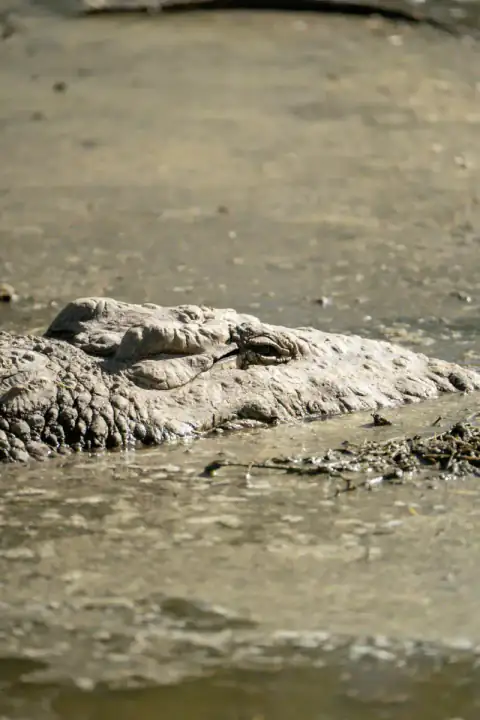 Crocodile eye peeking above muddy water