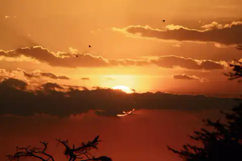 Birds flying across vivid orange sunset
