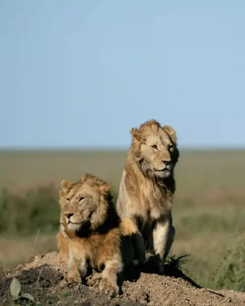 Two male lions sitting on termite mound