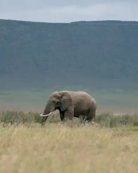Elephant grazing with crater rim backdrop