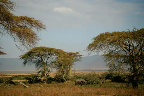 Acacia trees on the Ngorongoro crater floor