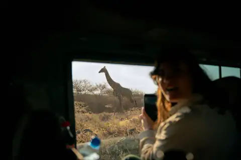 Guest photographing a giraffe from the vehicle