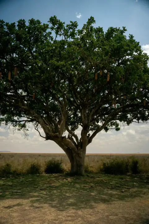 Sausage tree standing over the open Serengeti