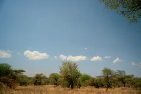 Cumulus clouds over the Serengeti grassland
