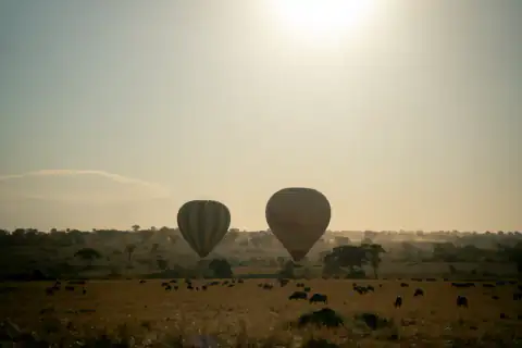 Balloons silhouetted under the rising sun