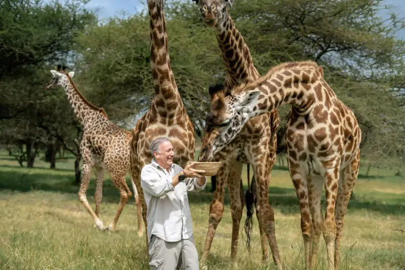 Man feeding a basket of food to giraffes