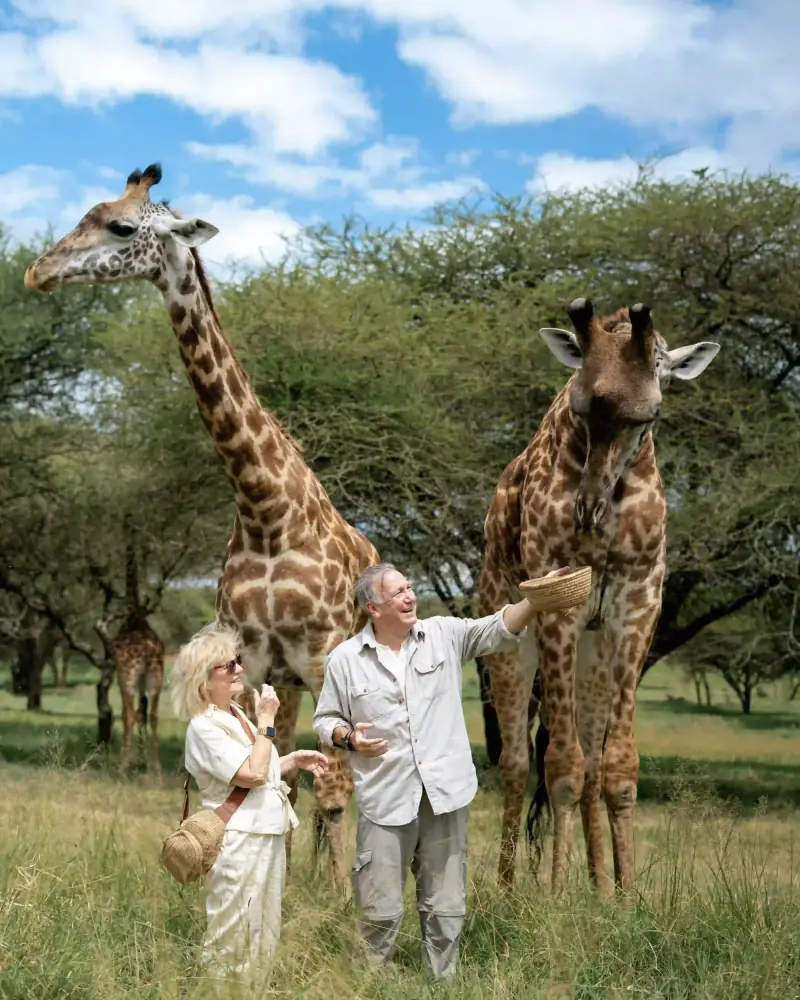 Couple laughing with two feeding giraffes