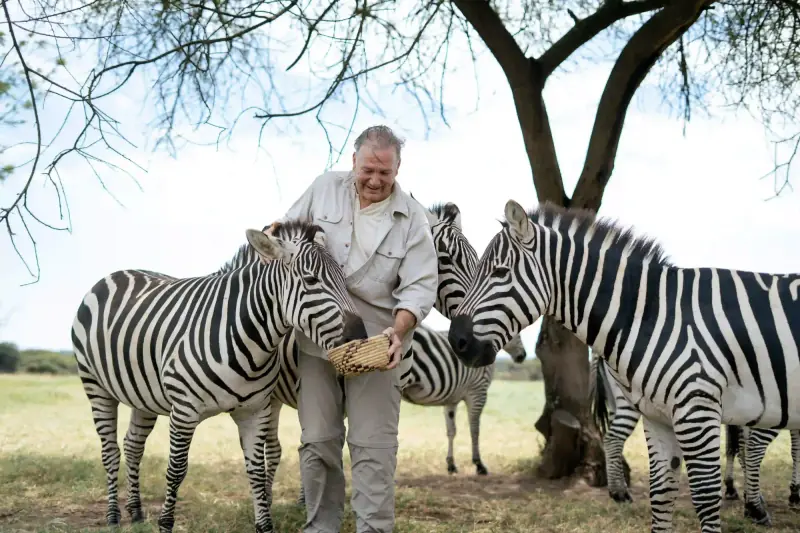 Man feeding zebras from a basket