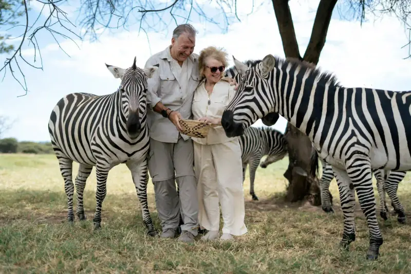 Couple embracing between two zebras