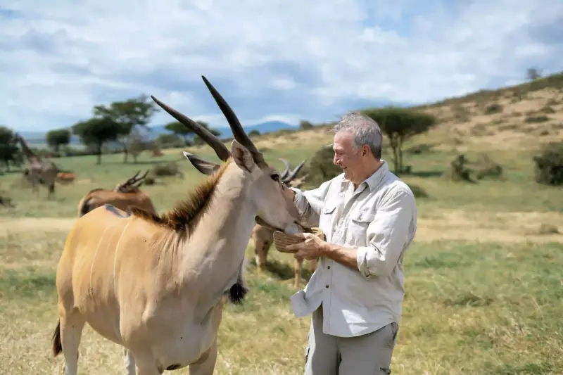 Man feeding a large eland antelope