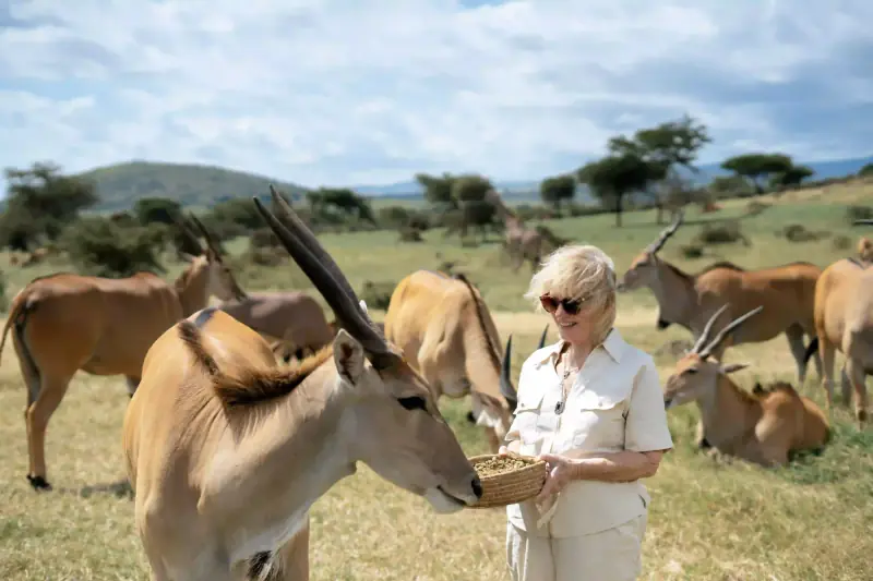Woman feeding basket to eland herd