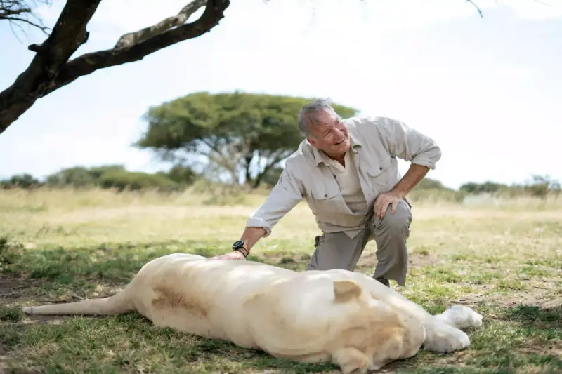 Man crouching beside a sleeping white lion